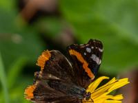 Admiral Schmetterling und Käfer auf Arnika Blüte